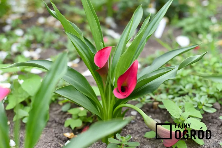 Cantedeskia Rehmanna