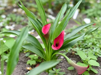 Cantedeskia Rehmanna - zdjęcie 3