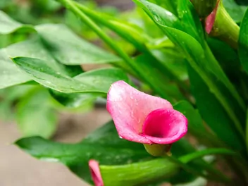 Cantedeskia Rehmanna - zdjęcie 4