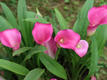 Cantedeskia Rehmanna - zdjęcie 5