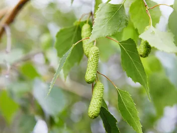 Brzoza ojcowska - zdjęcie 2