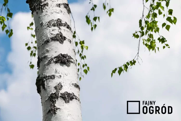 Brzoza ojcowska