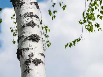 Brzoza ojcowska - zdjęcie 3