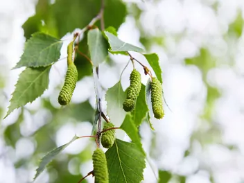 Brzoza ojcowska - zdjęcie 4