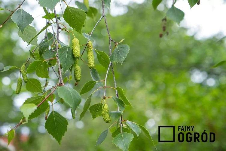 Brzoza ojcowska - zdjęcie 5