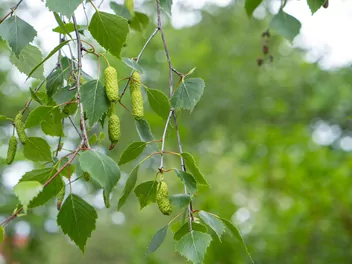 Brzoza ojcowska - zdjęcie 5