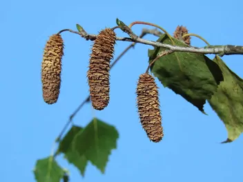 Ilustracja rośliny brzoza ojcowska