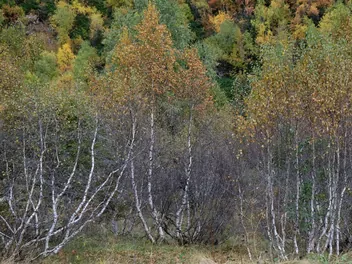 Brzoza niska - zdjęcie 2