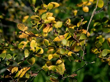 Brzoza niska - zdjęcie 3