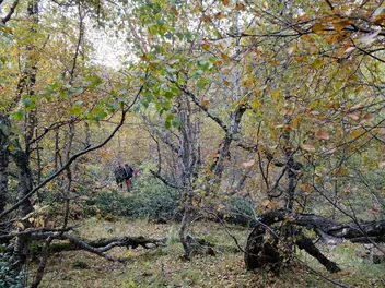 Brzoza niska - zdjęcie 4