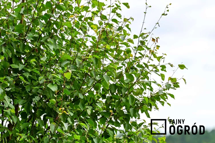 Brzoza niska - zdjęcie 5