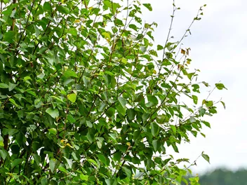 Brzoza niska - zdjęcie 5