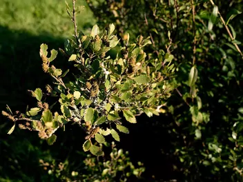 Ilustracja rośliny brzoza niska