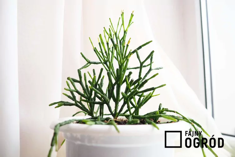 Hatiora salicornioides Hatiora salicornioides