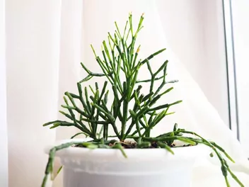 Hatiora salicornioides - zdjęcie 2