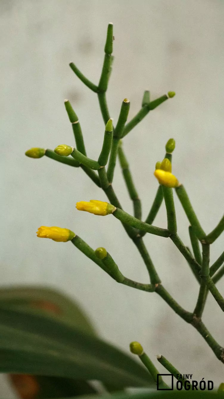 Hatiora salicornioides Hatiora salicornioides