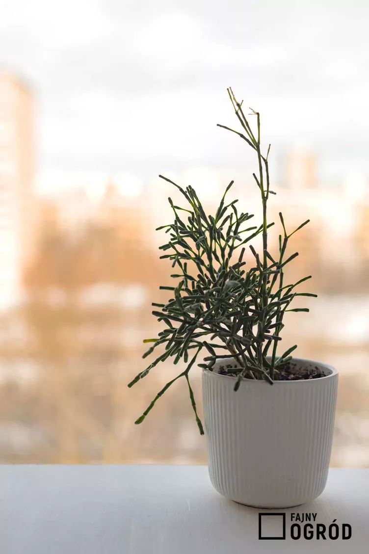 Hatiora salicornioides Hatiora salicornioides