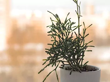 Hatiora salicornioides - zdjęcie 4