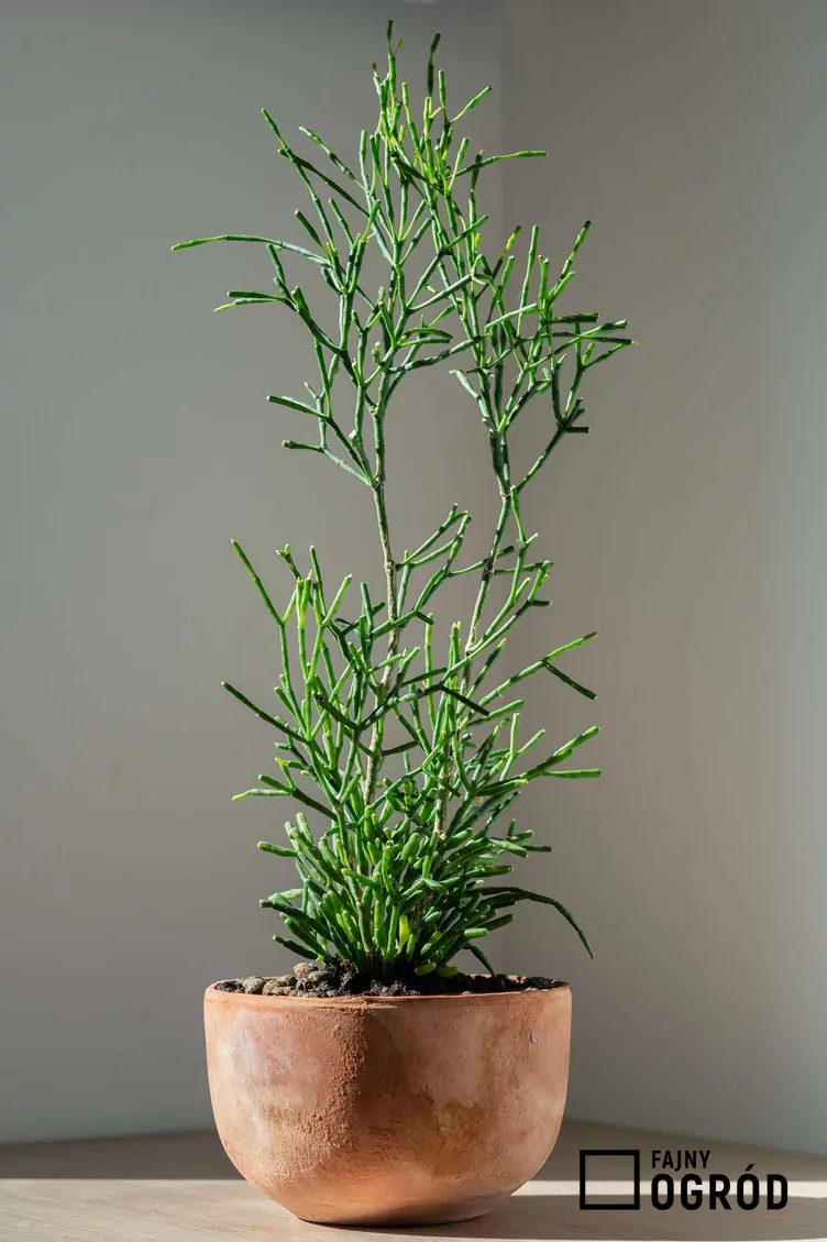 Hatiora salicornioides - zdjęcie 5 Hatiora salicornioides - zdjęcie 5