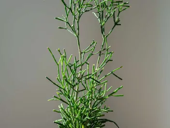 Hatiora salicornioides - zdjęcie 5