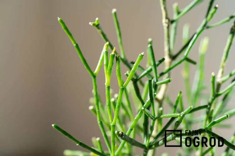 hatiora-salicornioides-1 Hatiora salicornioides