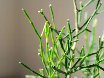 Ilustracja rośliny hatiora salicornioides