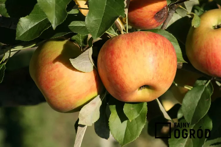 Zdjęcie przedstawia jabłoń 'jonagold'