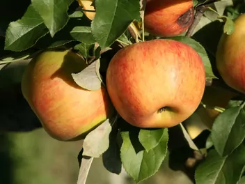 Jabłoń 'Jonagold' - zdjęcie 1