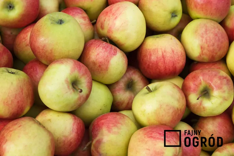 Jabłoń 'Jonagold'