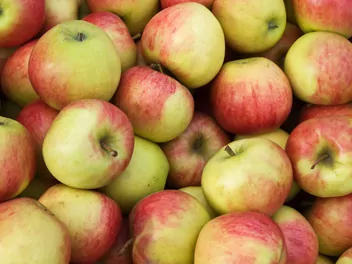 Jabłoń 'Jonagold' - zdjęcie 3