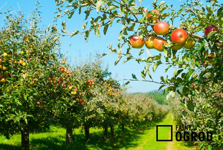 Jabłoń 'Jonagold'