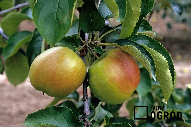 Jabłoń 'Jonagold' - zdjęcie 5