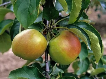 Jabłoń 'Jonagold' - zdjęcie 5