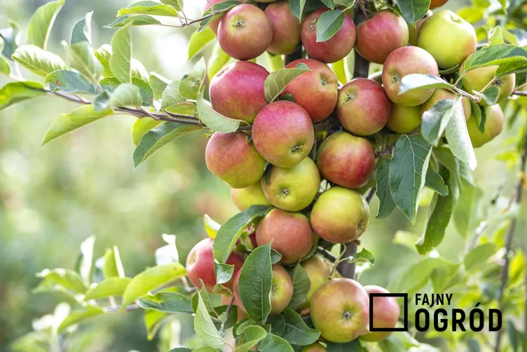 jablon-jonagold-2 Jabłoń 'Jonagold'