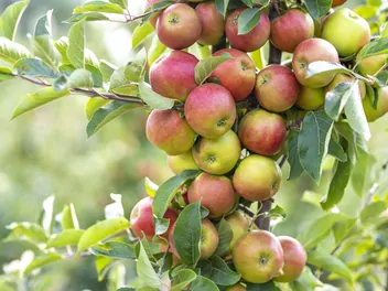 Zdjęcie ilustrujące jabłoń 'jonagold'