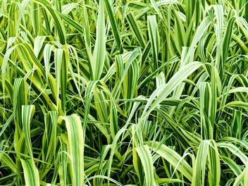 Ilustracja rośliny spartyna grzebieniasta