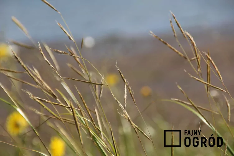 Spartyna grzebieniasta