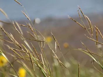 Spartyna grzebieniasta - zdjęcie 2