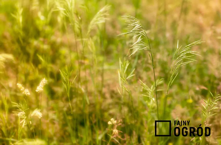 Spartyna grzebieniasta