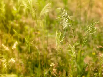 Spartyna grzebieniasta - zdjęcie 3