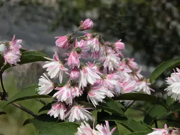 Ilustracja rośliny żylistek mieszańcowy 'pink pom pom'