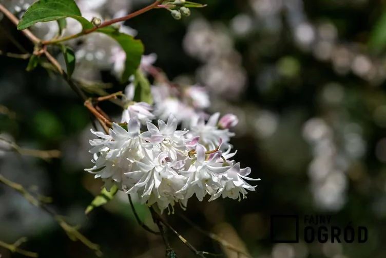 Żylistek pink pom pom