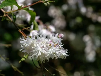 Żylistek mieszańcowy 'Pink Pom Pom' - zdjęcie 2
