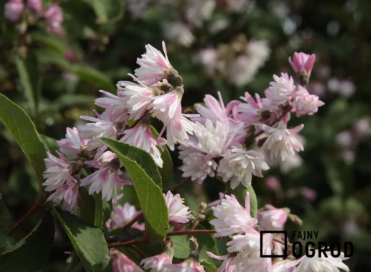 Żylistek mieszańcowy 'Pink Pom Pom'