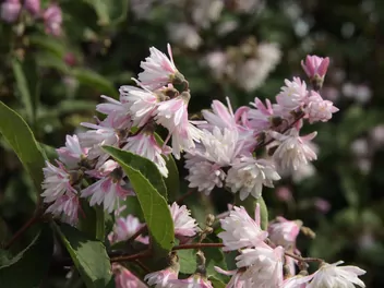 Żylistek mieszańcowy 'Pink Pom Pom' - zdjęcie 3