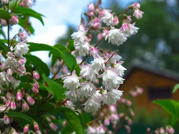 Żylistek mieszańcowy 'Pink Pom Pom' - zdjęcie 4