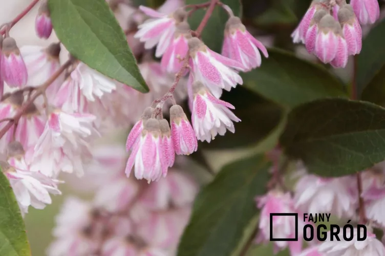 Żylistek mieszańcowy 'Pink Pom Pom' - zdjęcie 5