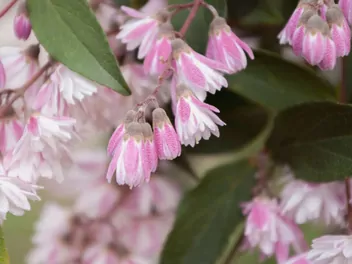 Żylistek mieszańcowy 'Pink Pom Pom' - zdjęcie 5