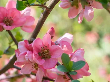 Ilustracja rośliny pigwowiec pośredni