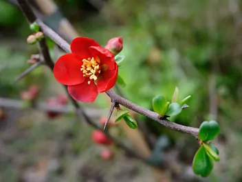 Pigwowiec pośredni - zdjęcie 2